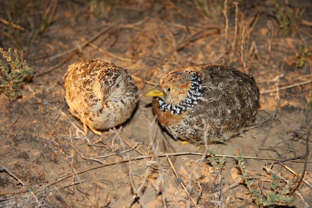 Image of Plains wanderer listed as Critically Endangered