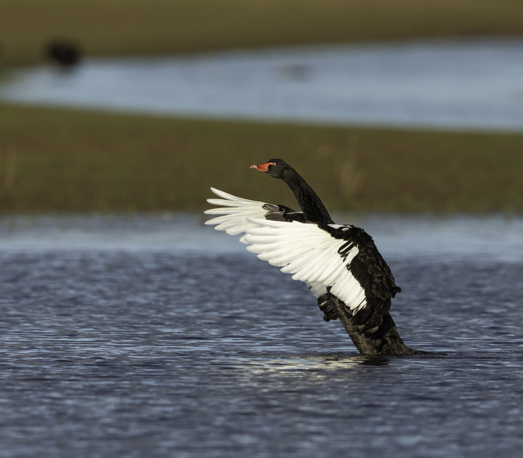 Image of Black Swan 
