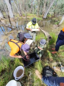 Photo of The Living Murray fish survey with the Woka Walla work crew and Barmah Parks Victoria rangers